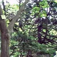 海鳥のサンクチュアリ　天売島と森林浴を楽しむメルヘンの焼尻島　６１回目　焼尻島