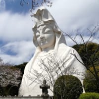 #9325 '25 大船観音さんと桜🌸