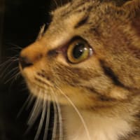 本日のきなこさん