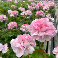 花粉症