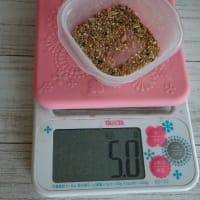 人もインコもダイエットは大変…