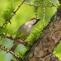 尾瀬ヶ原の野鳥たち2025