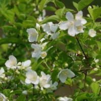 バイカウツギ　梅花空木　ユキノシタ科　梅の花にも似た白い花です。今日の野鳥：シマアジ
