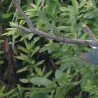 於大公園 ： 野鳥 ・ 翡翠 ・ カワセミ・・・フリー素材ブログ　カワセミ