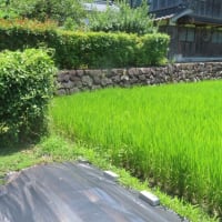 暑すぎて、、、