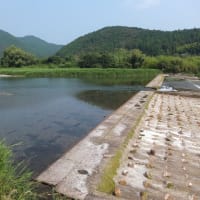 本日の海部川