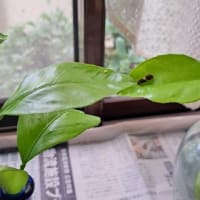 アゲハの幼虫、また保護しました