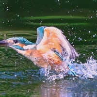 07/Sep   カワセミ幼鳥のお魚ゲット❗