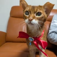アンズ、20歳になりました。