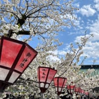 桜2