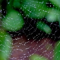 朝露に光る蜘蛛の糸