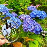 三宝水再生センターの紫陽花(^^♪