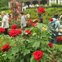 旧古河庭園　春バラフェスティバル
