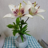 スケッチ植物水彩画