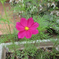 花のブログ