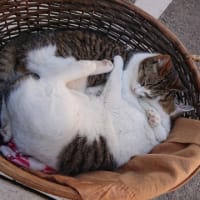 猫の日なので