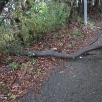 雨ばっかりの散歩Ⅱ