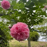 湧永満之記念庭園の薔薇