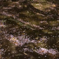 伏見を散策してきた (4)