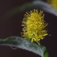 柳虎の尾（ヤナギトラノオ）