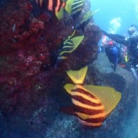 海からのお便り(^^)/