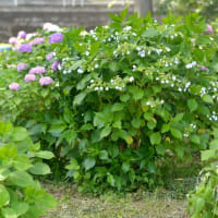 お写んぽ＊６月・紫陽花ロード