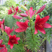 ７月の庭（３）別の百合も開花