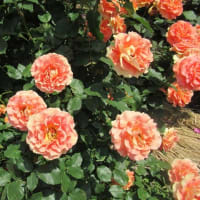 マリーゴールドの花