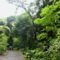 自然教育園の森 again ♪