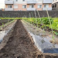 パプリカを植え付けました(^^)/ (5月20日)