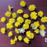 たんぽぽ