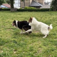 24チコキッズ　1歳　こんなに大きくなりました