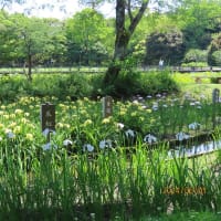 「万博記念公園」平和のバラ園～はす池でスイレン・花しょうぶ田♪