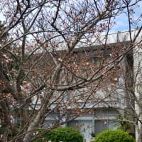 学校の桜－ブログ休止のお知らせ