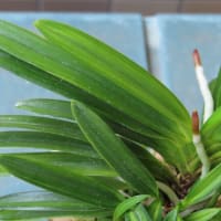 黄花萌黄縞「萌月」