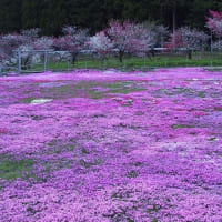 國田さんちの芝桜