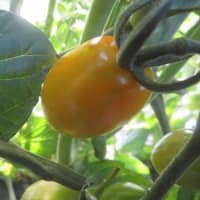 菜園だより