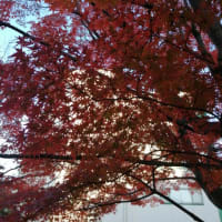 12月だが秋を感じる