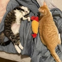 安全への逃避