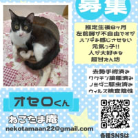東京都多摩市より保護猫の里親募集中