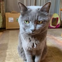 大阪関西万博　お土産