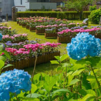 今年はアジサイ鉢植えなし、シーボルト記念館　2025/6/13