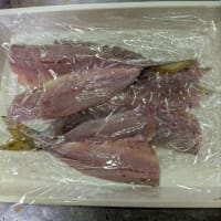 三度、デカ鯵釣りに…