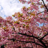 河津桜