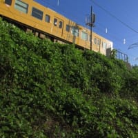 山陽本線115系3000番台　夏草が生い茂る頃　2025-06-27