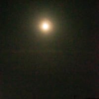 5月の4枚