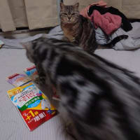 あめちゃん、賑やかな御誕生日会！