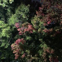 気ままブログ『今日も久しぶり独り言』