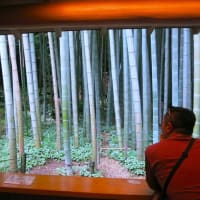 鎌倉散歩～若宮大路段葛・報国寺