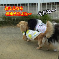 ホットドッグが　いっぱい